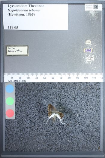 Media type: image;   Entomology 68612